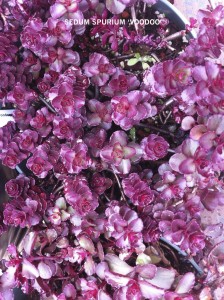 Sedum spurium 'Voodoo'